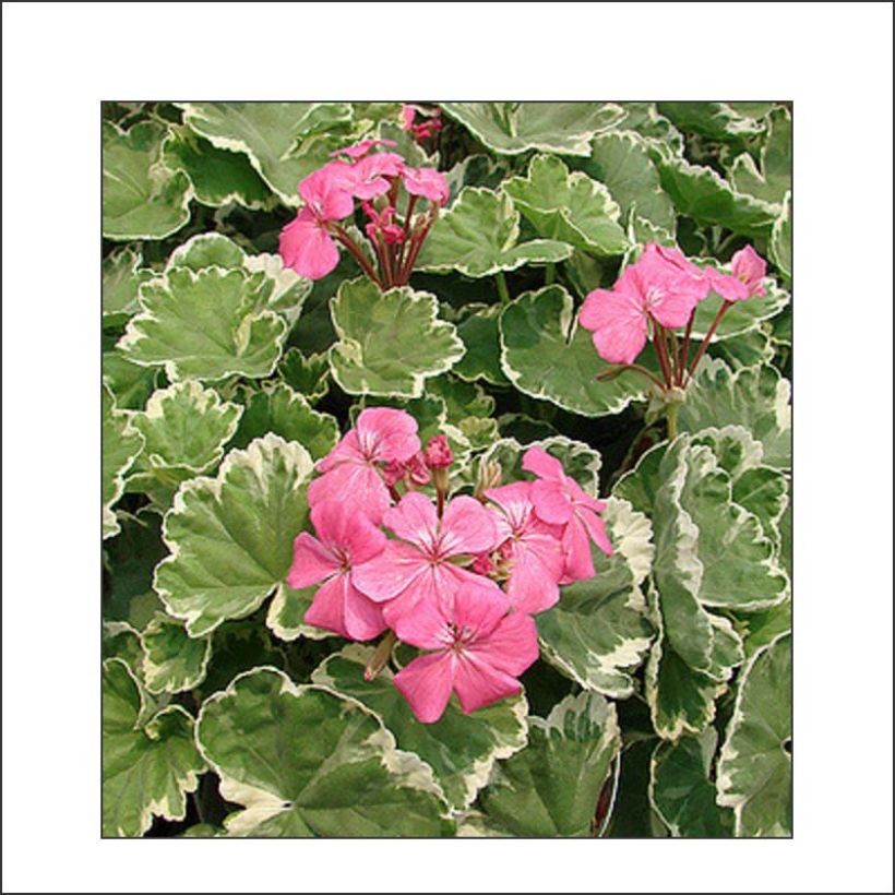 Pelargonium Mme Salleron - Zonale geranium (Blad)