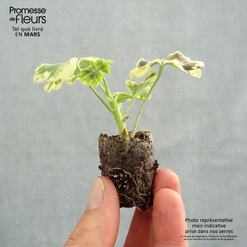 Exemplaar van Pelargonium Mrs Pollock - Zonale geranium Mini-mot Ø 3/4 cm zoals geleverd in de lente