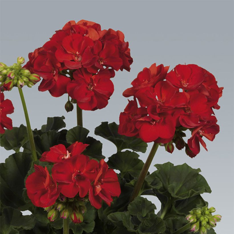 Pelargonium Victor - Zonale geranium (Bloei)
