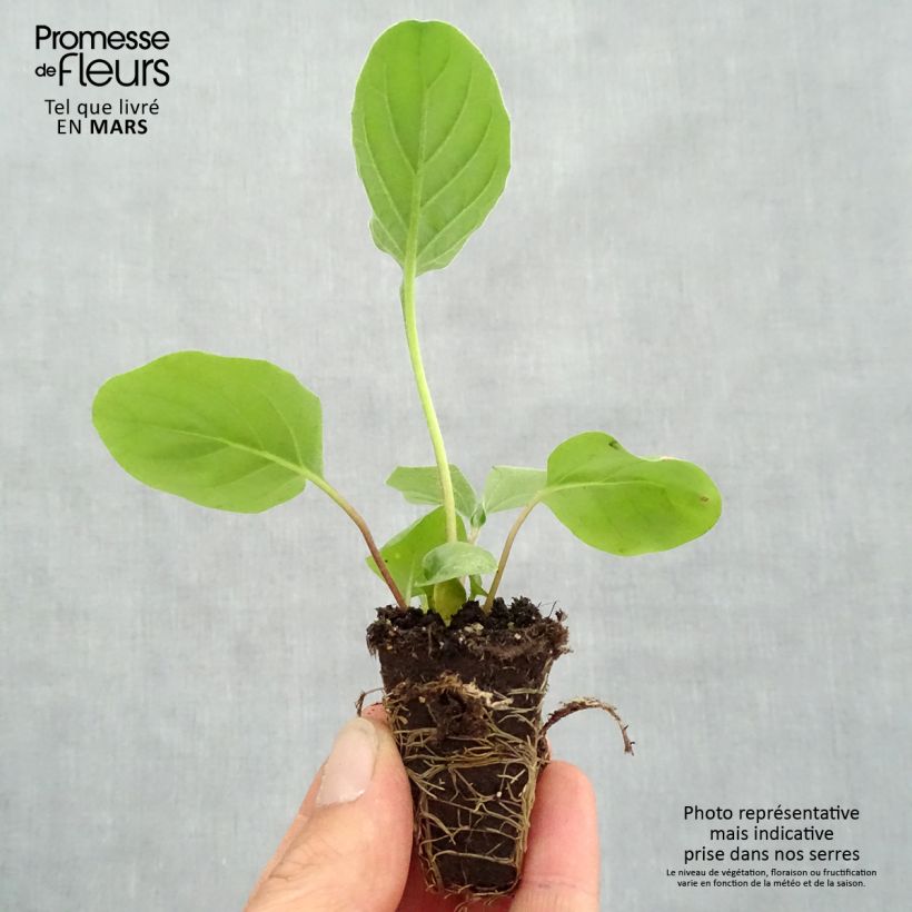 Exemplaar van Gerbera Garvinea Sweet Sweet Heart - Barberton-madeliefje Mini-mot Ø 1,5/2,5 cm zoals geleverd in de lente