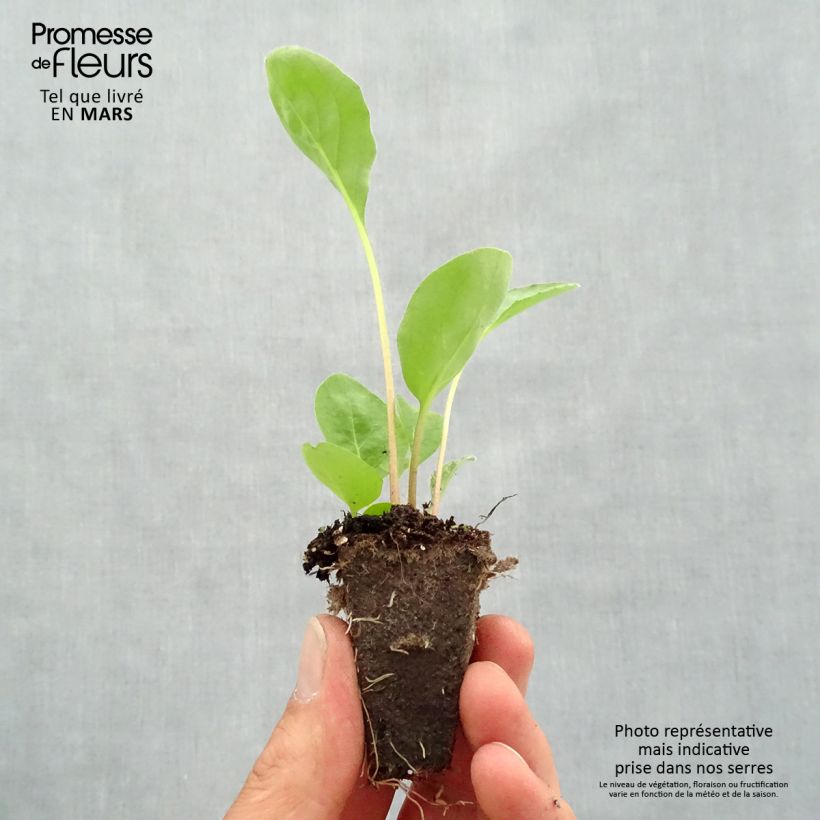 Exemplaar van Gerbera Garvinea Sweet Sweet Love - Barberton-madeliefje Mini-mot Ø 1,5/2,5 cm zoals geleverd in de lente