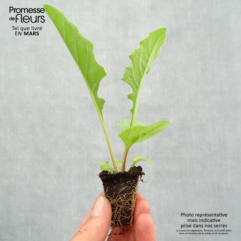 Exemplaar van Gerbera Garvinea Sweet Sweet Smile - Barberton-madeliefje Mini-mot Ø 1,5/2,5 cm zoals geleverd in de lente