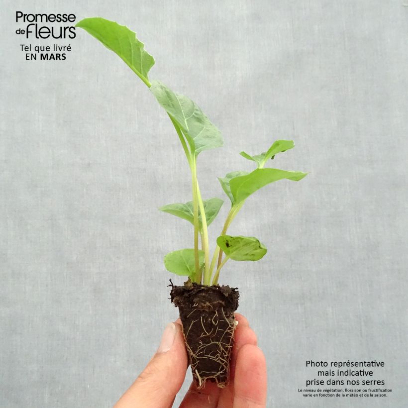 Exemplaar van Gerbera Garvinea Sweet Sweet Spice - Barberton-madeliefje Mini-mot Ø 1,5/2,5 cm zoals geleverd in de lente