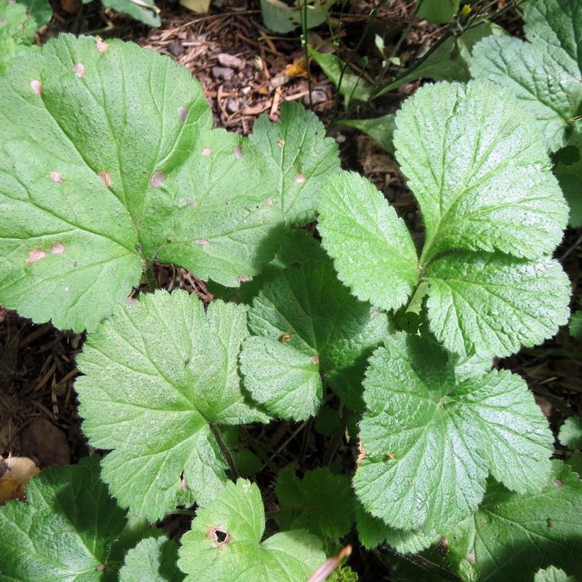 Geum Cocktail Alabama Slammer - Nagelkruid (Blad)