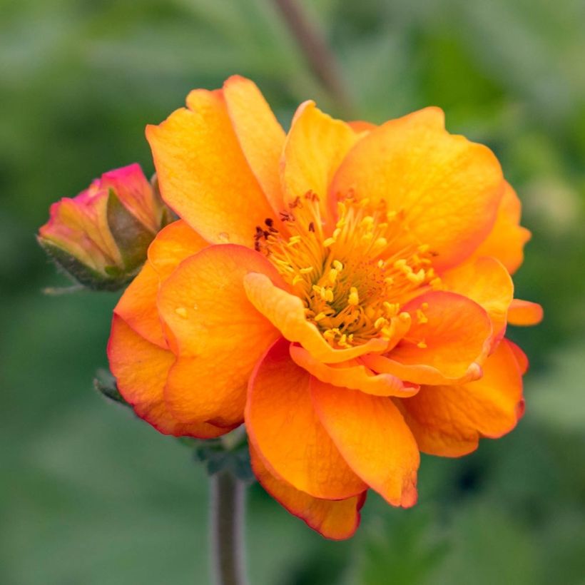 Geum Cocktail Alabama Slammer - Nagelkruid (Bloei)