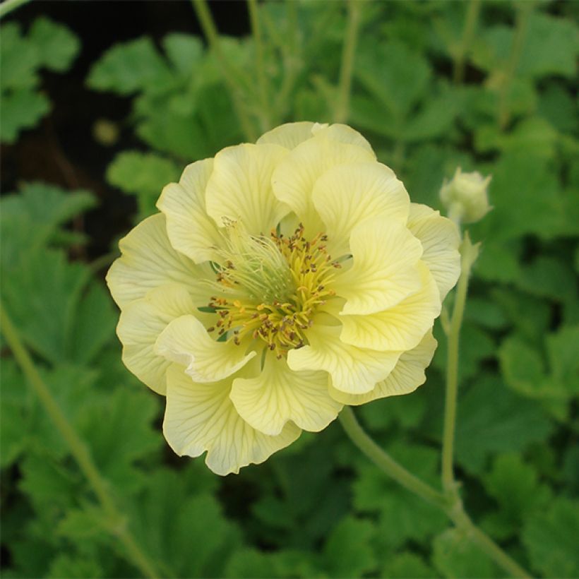 Geum Banana Daiquiri - Nagelkruid (Bloei)