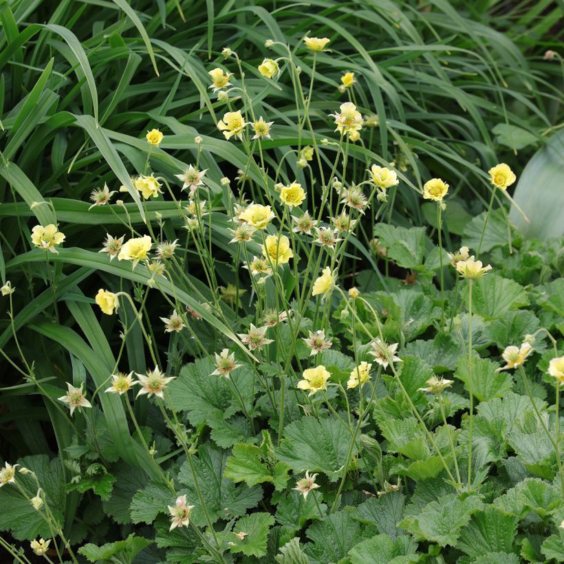 Geum Banana Daiquiri - Nagelkruid (Groeiplaats)