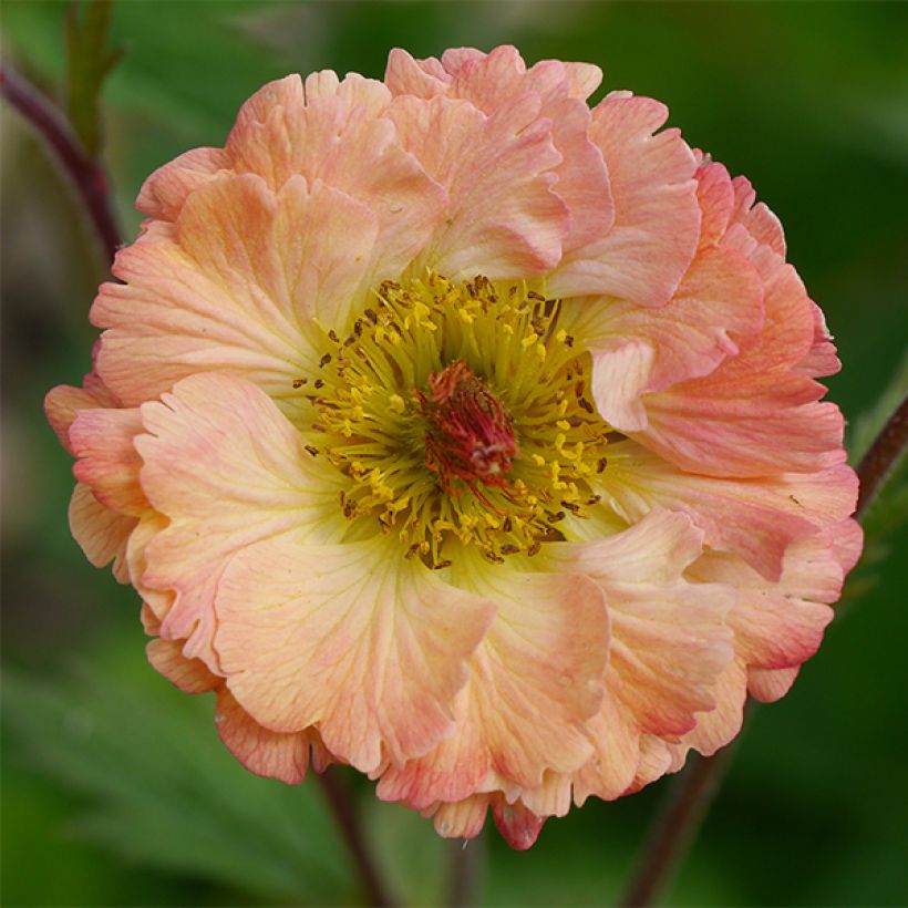 Geum Bell Bank - Nagelkruid (Bloei)