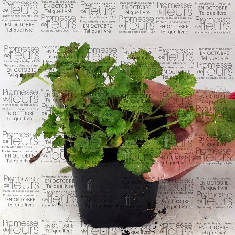 Voorbeeld van een exemplaar van Geum Censation Lipstick - Nagelkruid Kweekpotje van 8/9 cm zoals geleverd