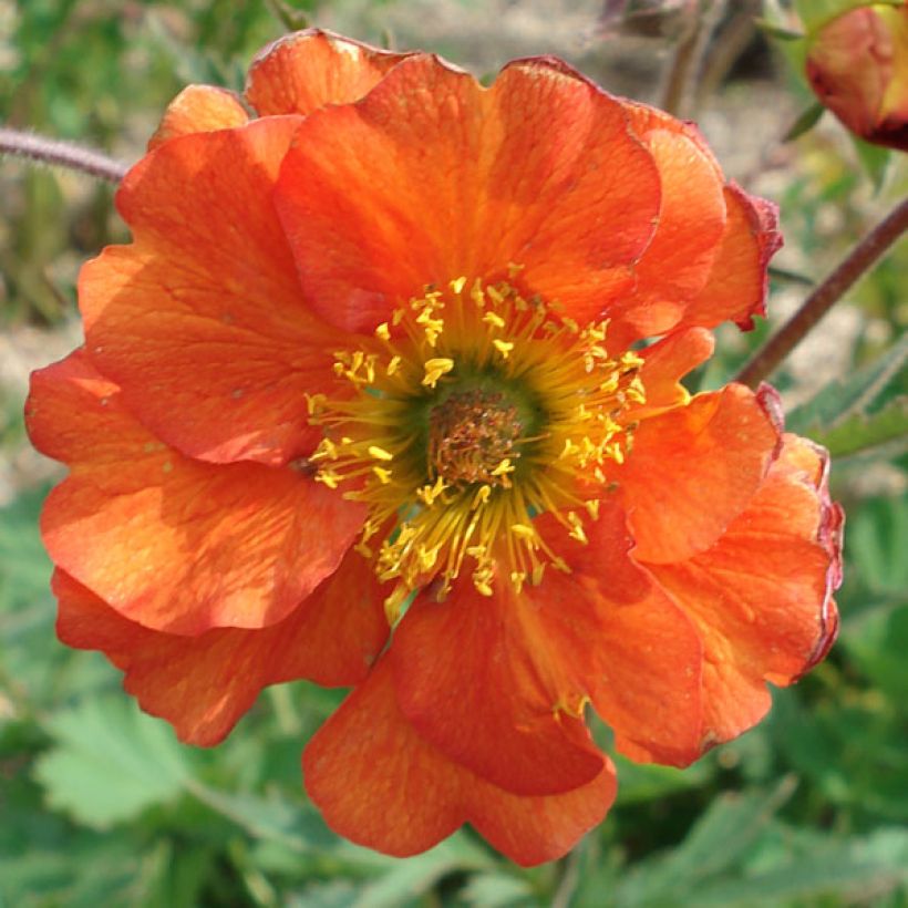 Geum coccineum Borisii - Nagelkruid (Bloei)