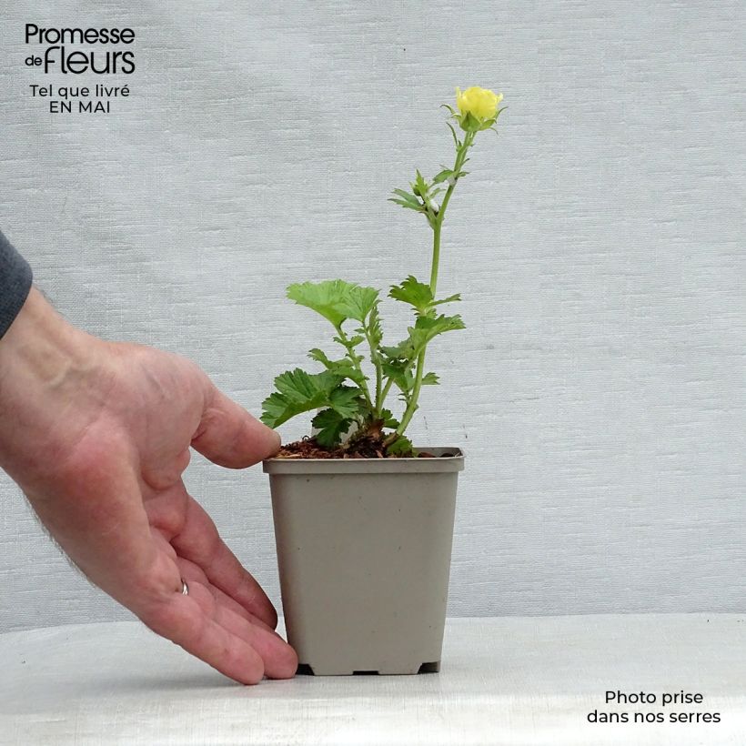 Exemplaar van Geum Cocktail Gimlet - Nagelkruid Kweekpotje van 8/9 cm zoals geleverd in de lente