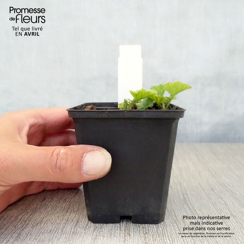 Exemplaar van Geum Cocktail Sea Breeze - Nagelkruid Kweekpotje van 8/9 cm zoals geleverd in de lente