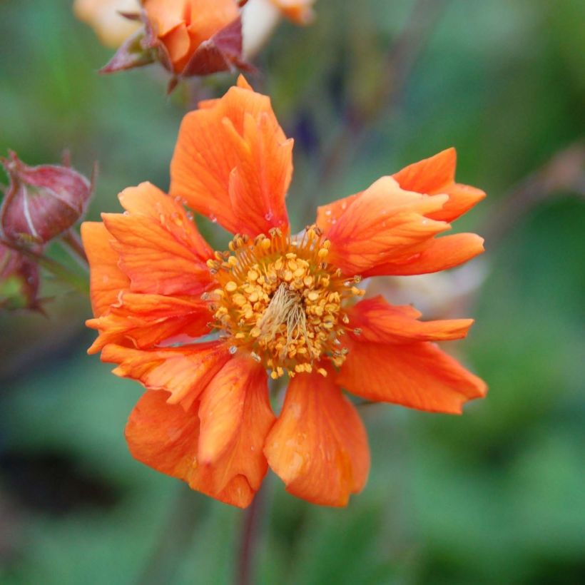 Geum Cocktail Sea Breeze - Nagelkruid (Bloei)