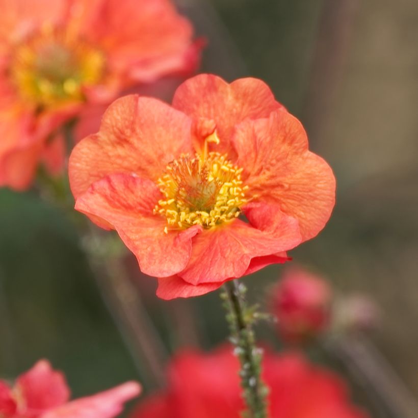 Geum Coral Tempest - Nagelkruid (Bloei)