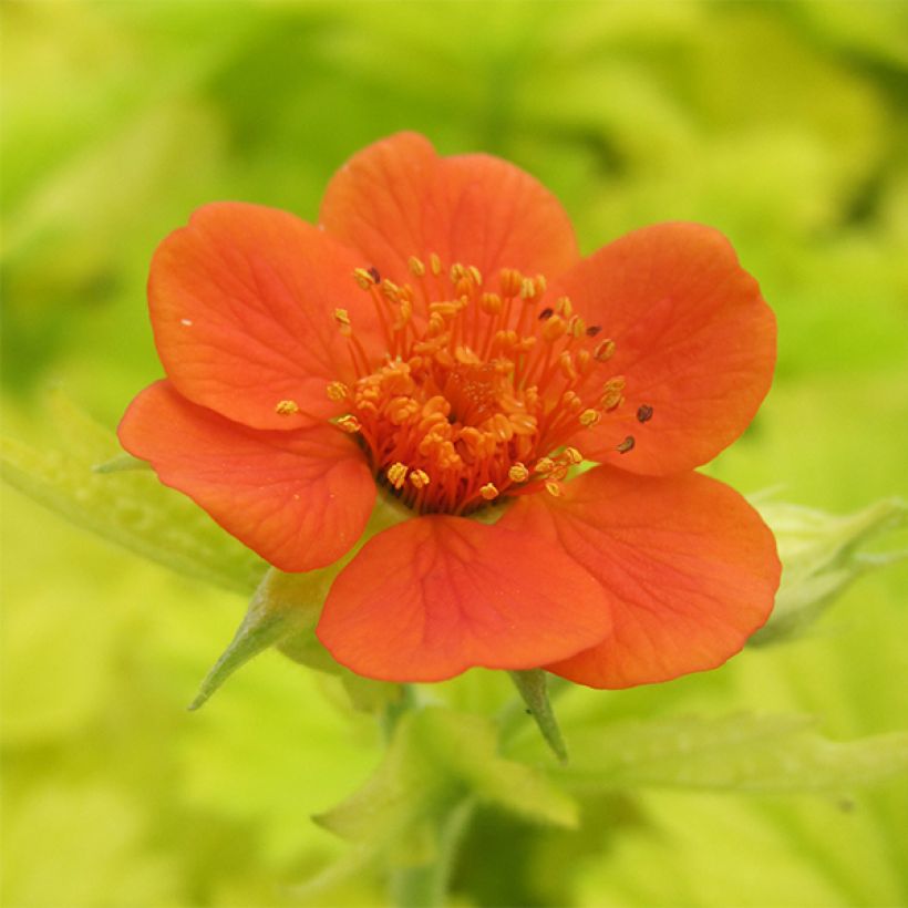 Geum Eos - Nagelkruid (Bloei)