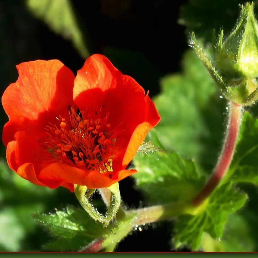 Geum chiloense Feuerball - Nagelkruid (Bloei)
