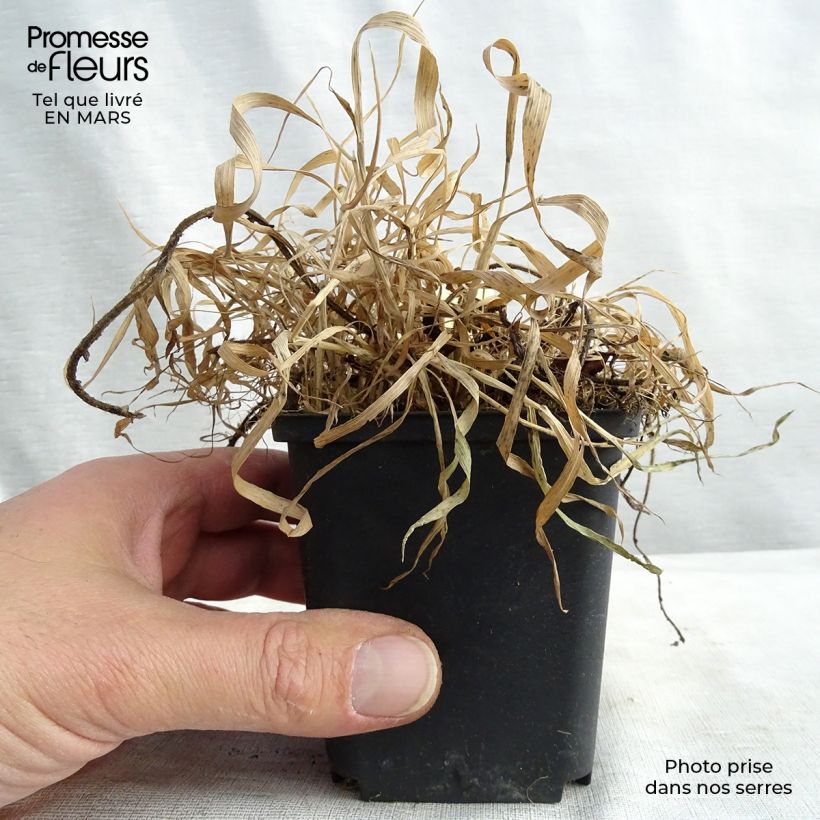 Exemplaar van Geum chiloense Feuerball - Nagelkruid Kweekpotje van 8/9 cm zoals geleverd in de lente