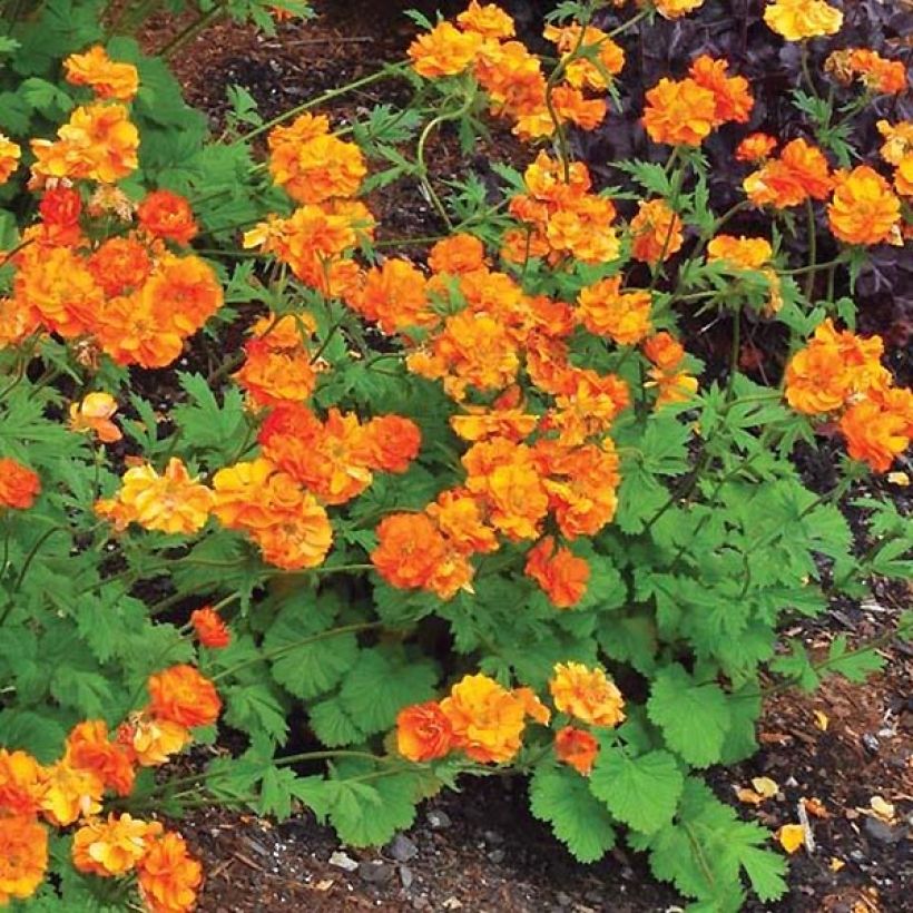 Geum Fire Storm - Nagelkruid (Groeiplaats)