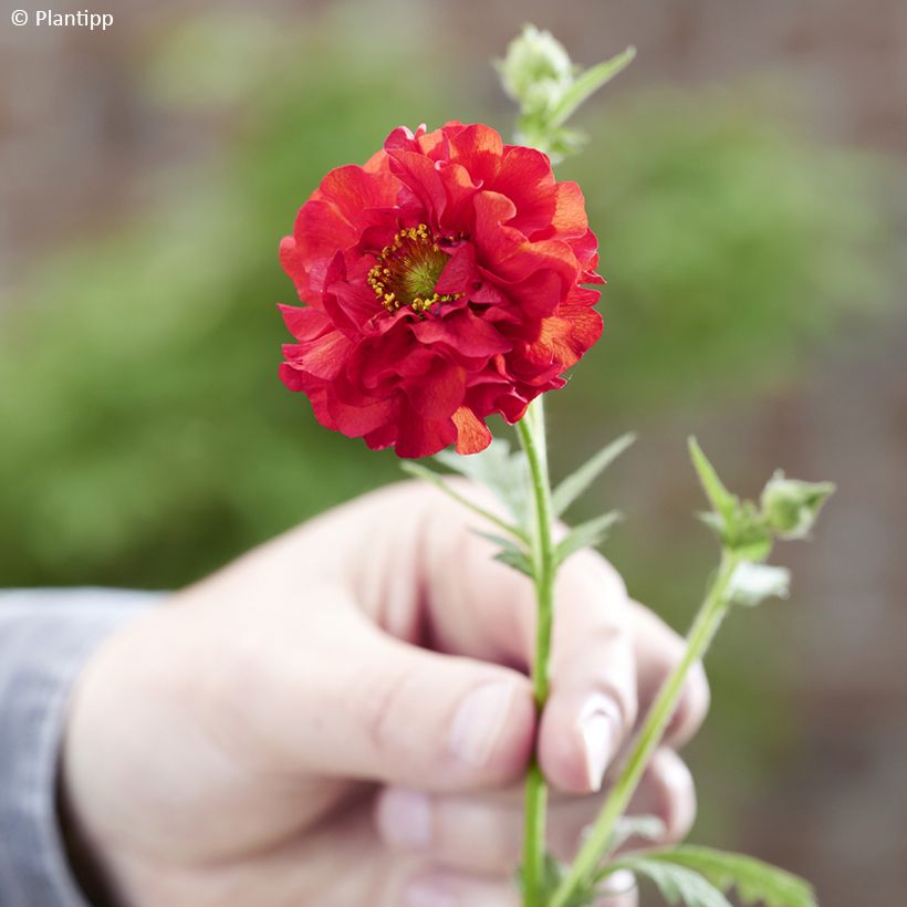 Geum Firestarter - Nagelkruid (Bloei)