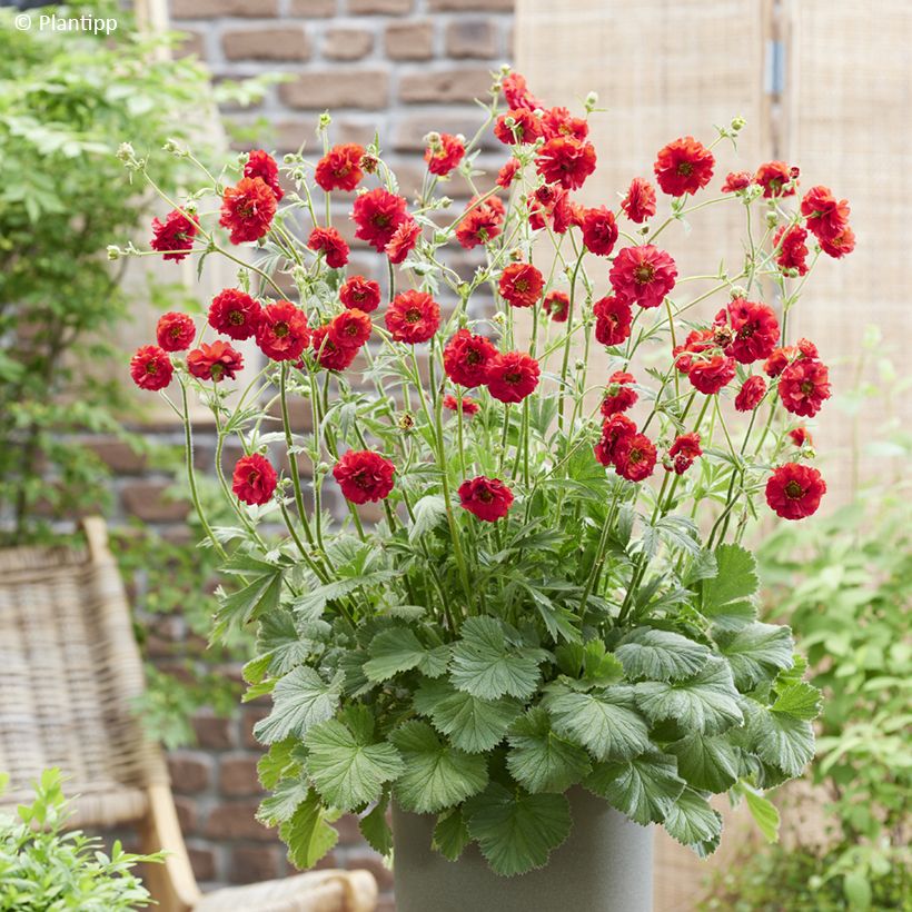 Geum Firestarter - Nagelkruid (Groeiplaats)
