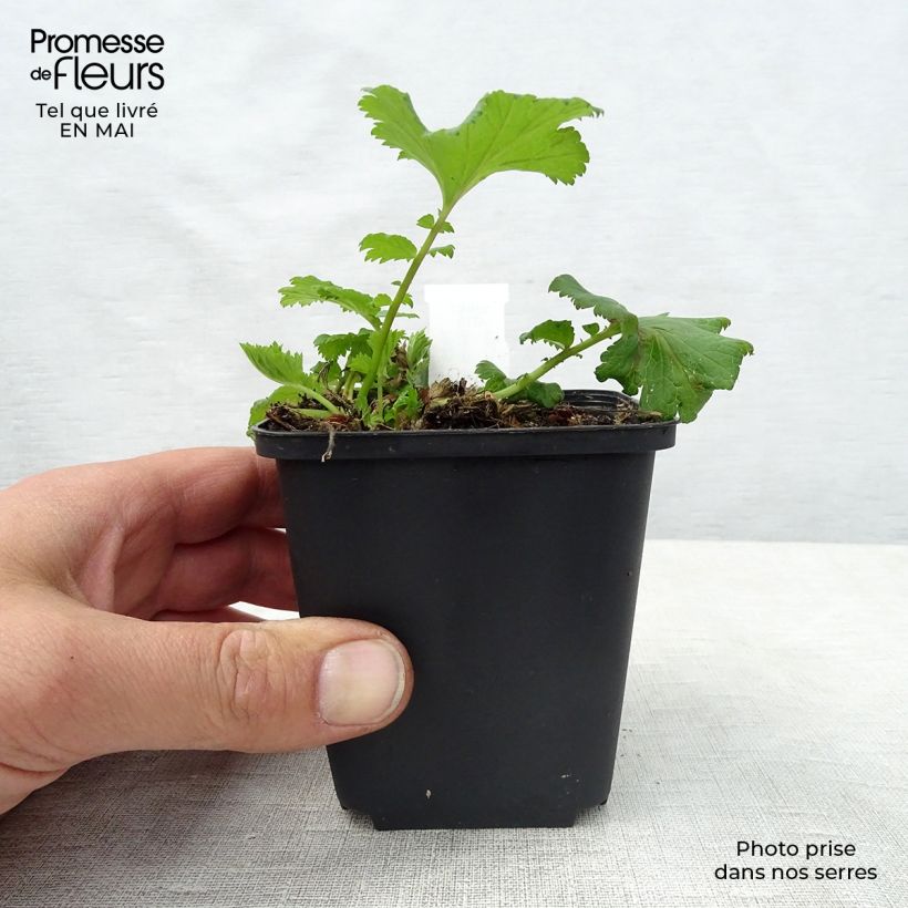 Exemplaar van Geum Flames of Passion - Nagelkruid Kweekpotje van 8/9 cm zoals geleverd in de lente