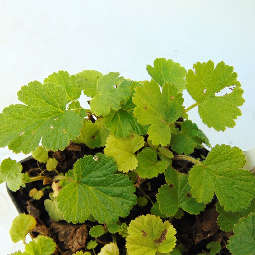 Geum rivale Lemon Drops - Knikkend nagelkruid (Blad)