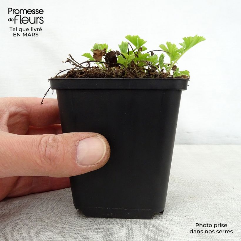 Exemplaar van Geum rivale Lemon Drops - Knikkend nagelkruid Kweekpotje van 8/9 cm zoals geleverd in de lente