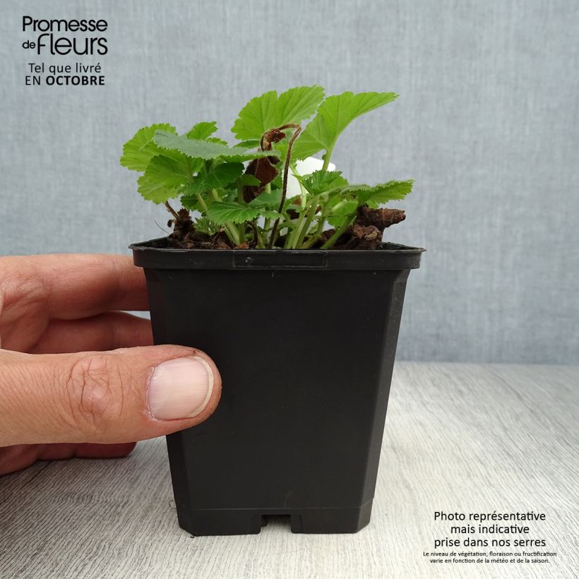 Exemplaar van Geum rivale Lemon Drops - Knikkend nagelkruid Kweekpotje van 8/9 cm zoals geleverd in de herfst