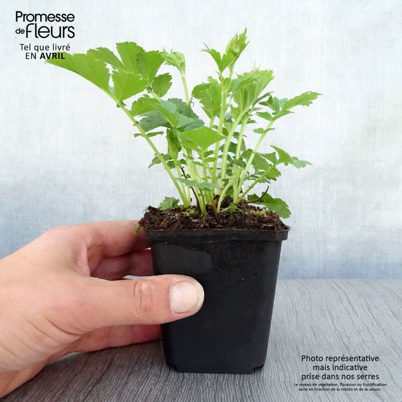 Exemplaar van Geum Mai Tai - Knikkend nagelkruid Pot van 2 l/3 l zoals geleverd in de lente