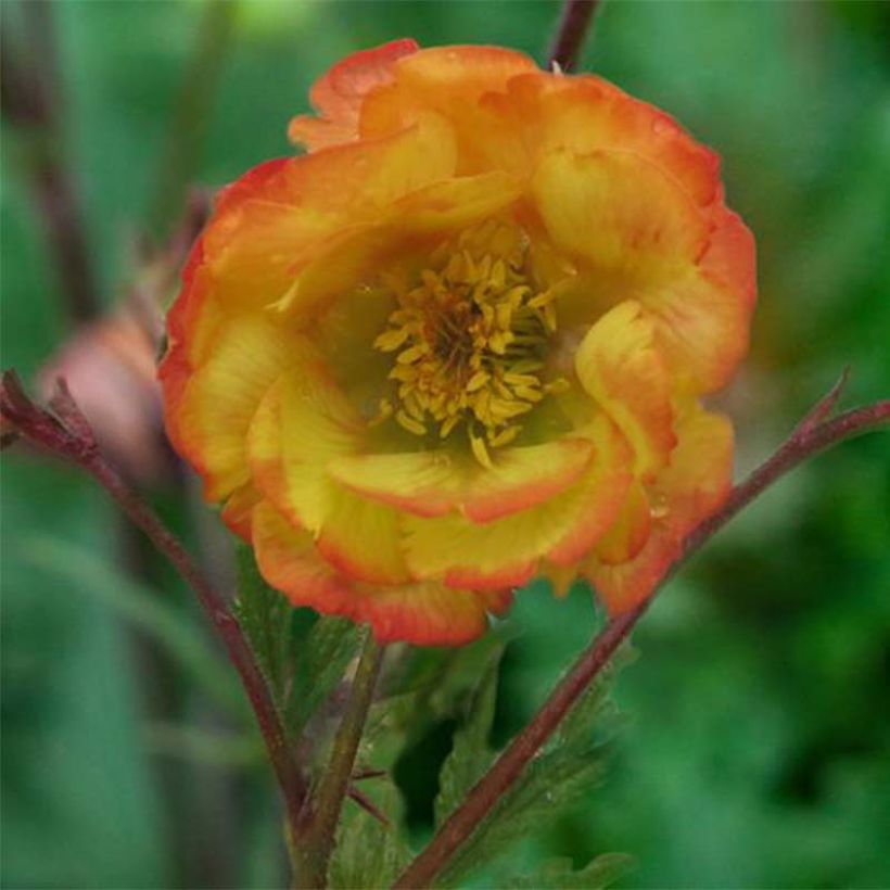 Geum coccineum Nonna - Nagelkruid (Bloei)