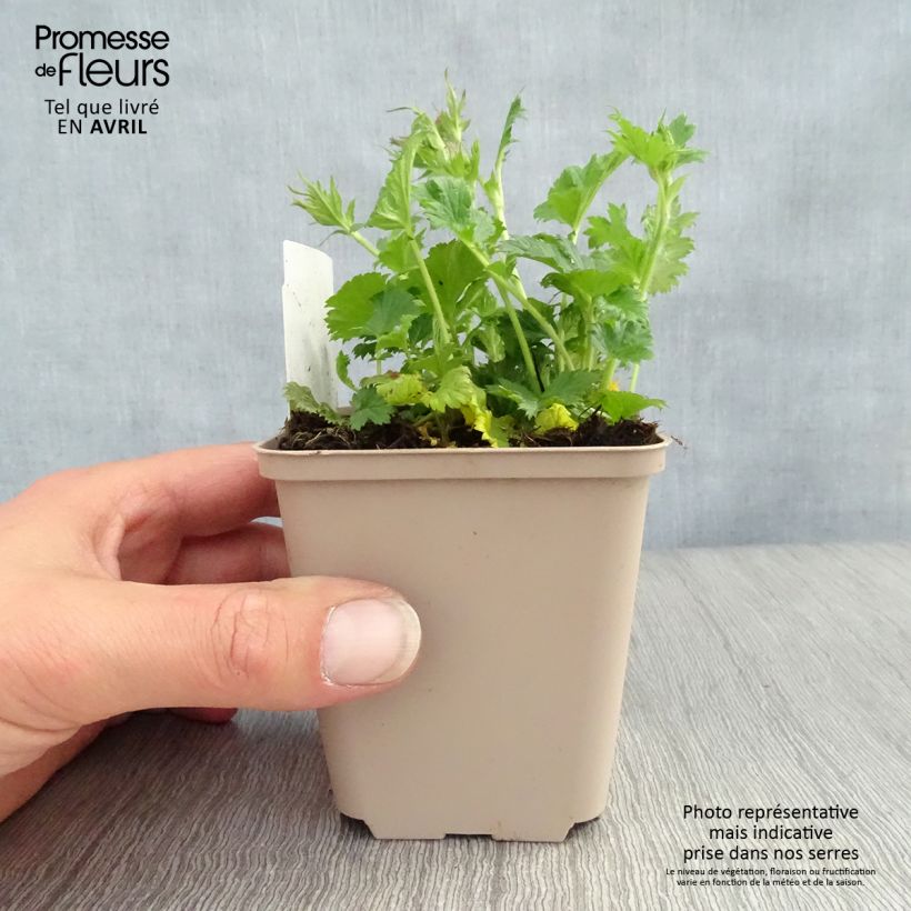 Exemplaar van Geum coccineum Nonna - Nagelkruid Kweekpotje van 7/8 cm zoals geleverd in de lente