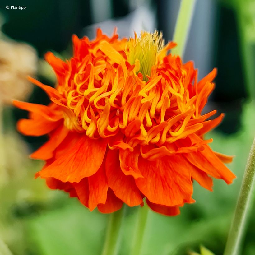 Geum Orange Pumpkin - Nagelkruid (Bloei)