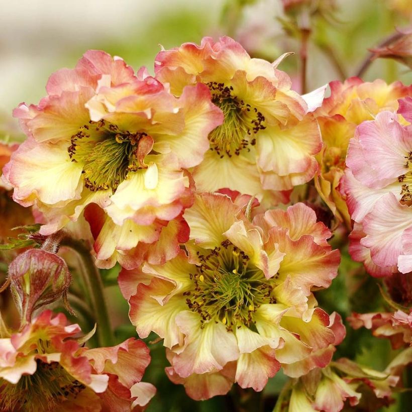Geum Pretticoats Peach - Nagelkruid (Bloei)
