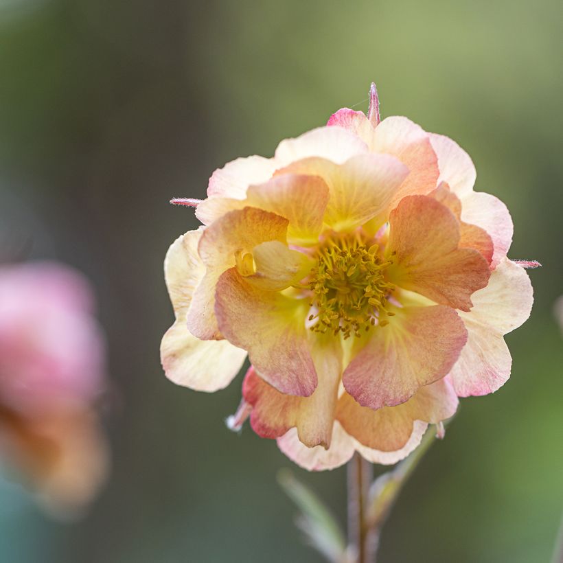 Geum Pretticoats Peach - Nagelkruid (Bloei)