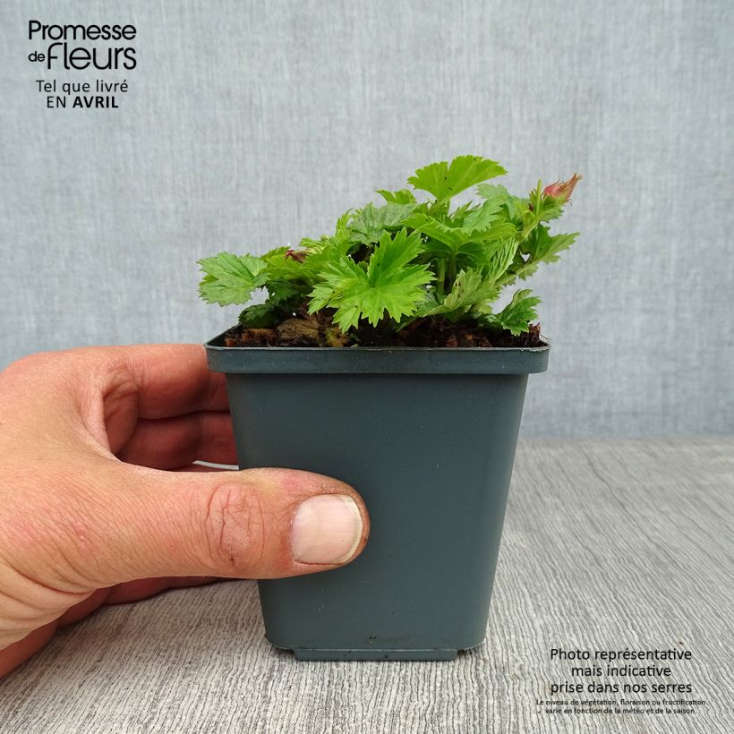 Exemplaar van Geum Pretticoats Peach - Nagelkruid Kweekpotje van 8/9 cm zoals geleverd in de lente