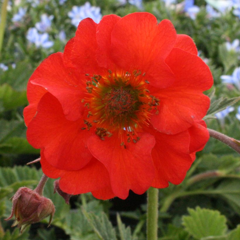 Geum coccineum Red Wings - Nagelkruid (Bloei)