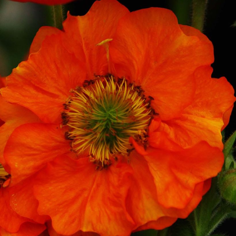 Geum Scarlet Tempest - Nagelkruid (Bloei)