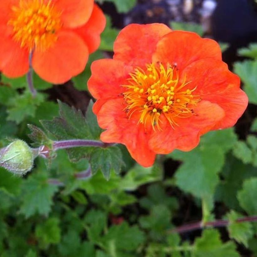 Geum chiloense Sigiswang - Nagelkruid (Bloei)