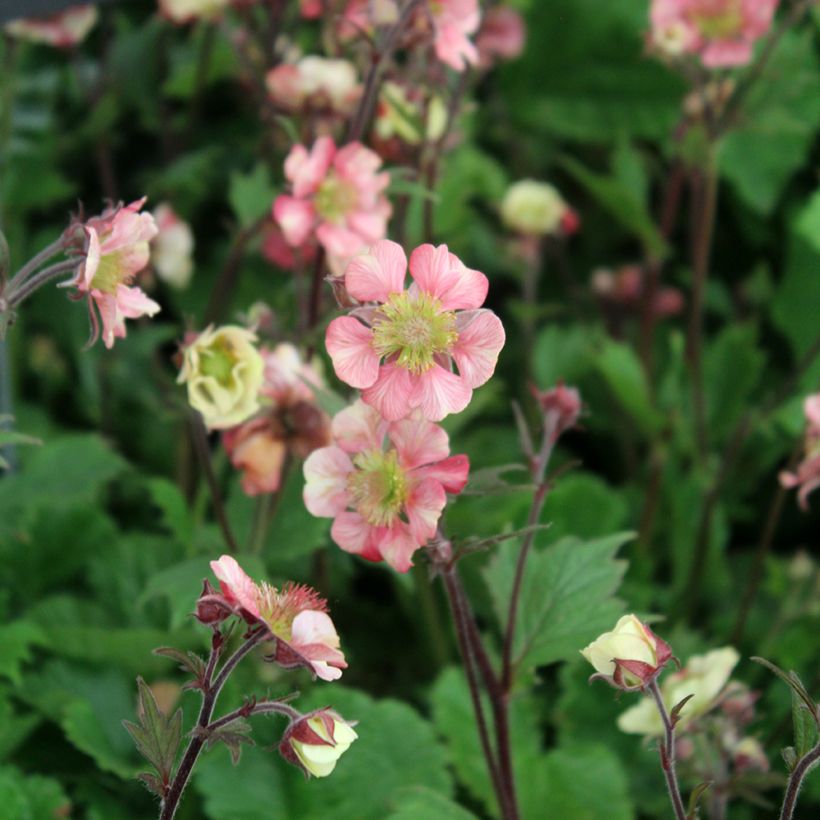 Geum Tempo Roze - Nagelkruid (Bloei)