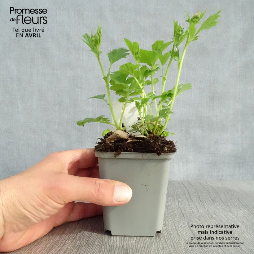 Exemplaar van Geum Tempo Yellow - Nagelkruid Kweekpotje van 8/9 cm zoals geleverd in de lente