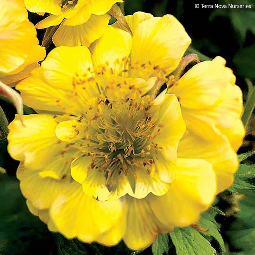 Geum Tempo Yellow - Nagelkruid (Bloei)