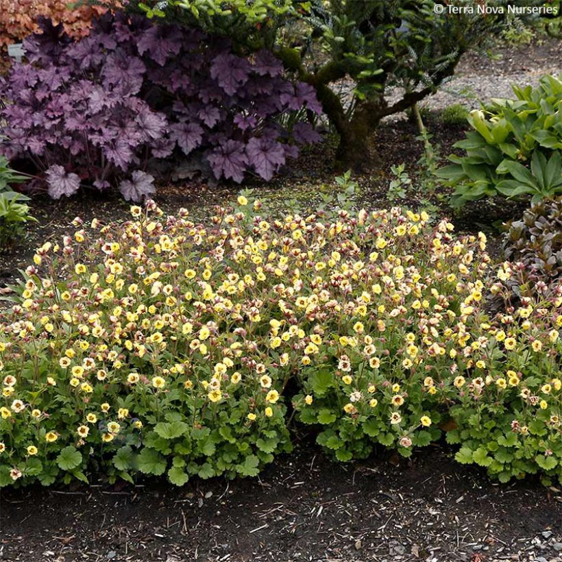 Geum Tempo Yellow - Nagelkruid (Groeiplaats)