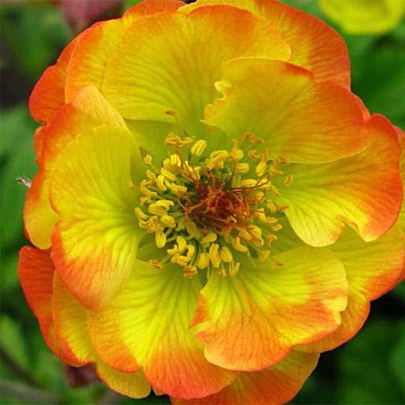 Geum Tequila Sunrise - Nagelkruid (Bloei)