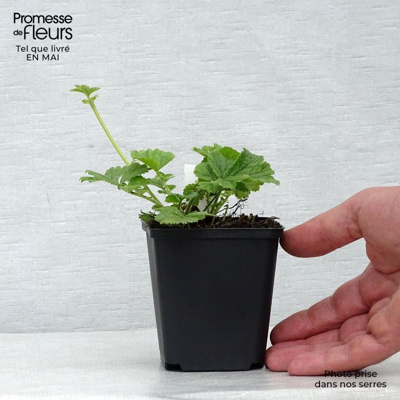 Exemplaar van Geum Tequila Sunrise - Nagelkruid Kweekpotje van 8/9 cm zoals geleverd in de lente