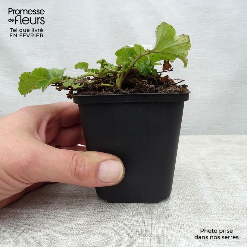 Exemplaar van Geum Tequila Sunrise - Nagelkruid Pot van 2 l/3 l zoals geleverd in de winter