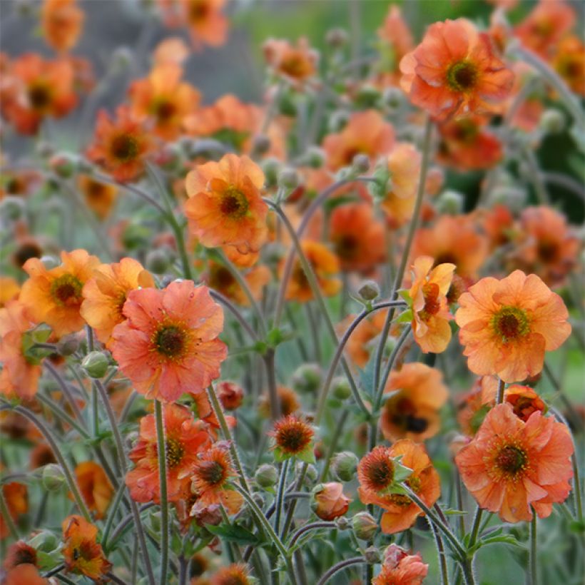 Geum Totally Tangerine - Nagelkruid (Bloei)