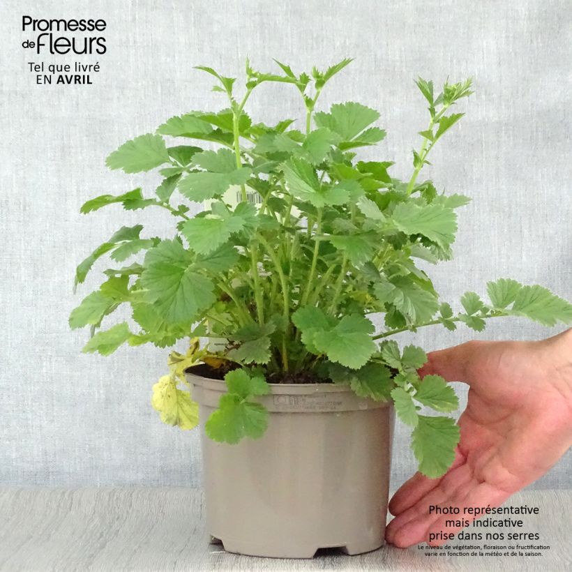 Exemplaar van Geum Totally Tangerine - Nagelkruid Pot van 1 l/1,5 l zoals geleverd in de lente