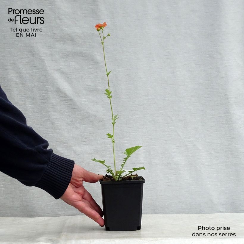 Exemplaar van Geum Totally Tangerine - Nagelkruid Kweekpotje van 8/9 cm zoals geleverd in de lente