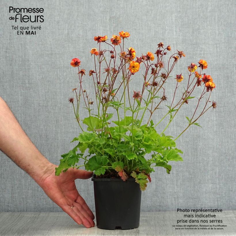 Exemplaar van Geum Tutti Frutti - Nagelkruid Pot van 2 l/3 l zoals geleverd in de lente