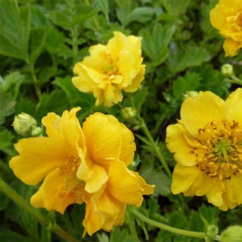 Geum chiloense Lady Stratheden - Nagelkruid (Bloei)